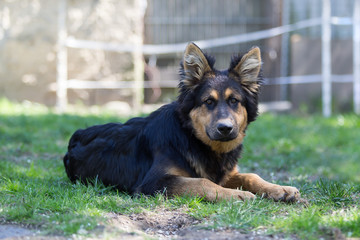 german shepherd dog