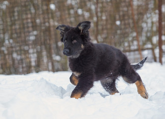 german shepherd dog in snow