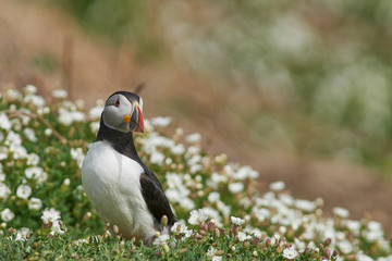Atlantic puffin (Fratercula arctica) in spring on Skomer Island off the coast of Pembrokeshire in Wales, United Kingdom        