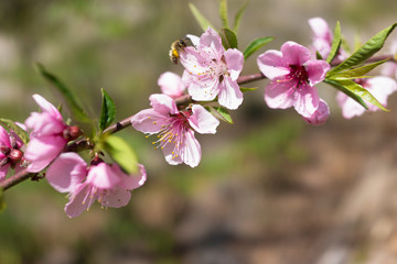 Fototapeta na wymiar A honey bee on sakura or cherry blossom flowers, close up