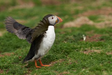 Atlantic puffin (Fratercula arctica) in spring on Skomer Island off the coast of Pembrokeshire in Wales, United Kingdom        