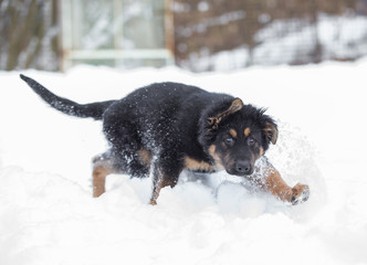 german shepherd dog in snow
