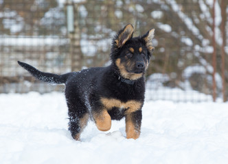 german shepherd dog in snow