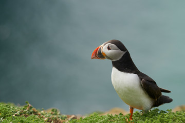 Atlantic puffin (Fratercula arctica) in spring on Skomer Island off the coast of Pembrokeshire in Wales, United Kingdom        