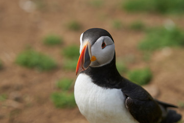 Atlantic puffin (Fratercula arctica) in spring on Skomer Island off the coast of Pembrokeshire in Wales, United Kingdom        