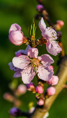Peach blossoms (flowers)