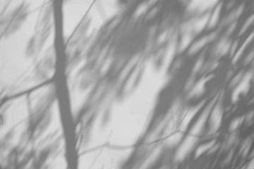 shadow tree on white wall background in garden