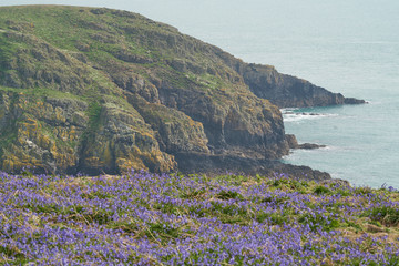 Spring on the Island of Skomer off the coast of Pembrokeshire in Wales, United Kingdom.
