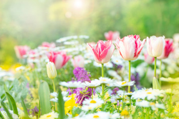 春の花　花壇