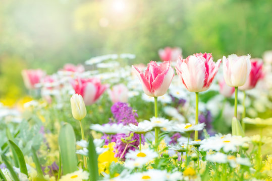101 975 件の最適な 春の花畑 画像 ストック写真 ベクター Adobe Stock 101 975 件の最適な 春の花畑 画像 ストック写真 ベクター Adobe Stock