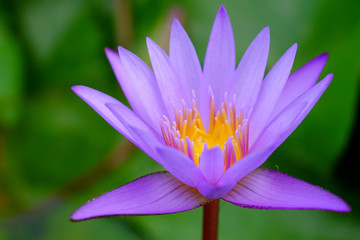 purple lotus closeup