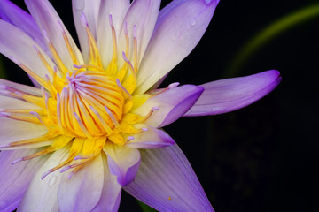 purple lotus closeup