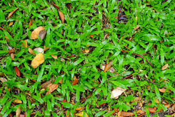 wet grass lawn with autumn leaf