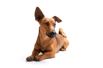 Obraz premium Young and small brown dog isolated on a white background