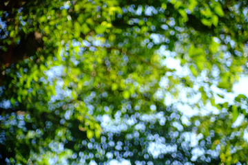 abstract blur in nature background with bokeh of sunny