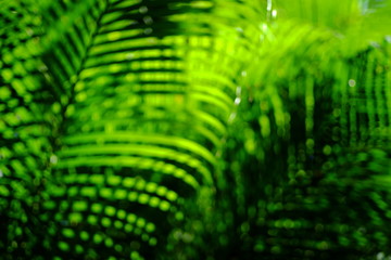 abstract blur palm leaf with bokeh in nature background