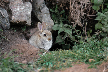 Naklejka na ściany i meble wild rabbit in the grass