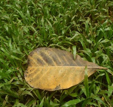 a dry leaf on the green grass