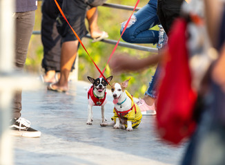 dogs wearing clothes for walking