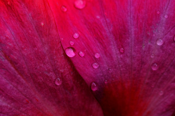 water drop on red petal of hibiscus flower texture