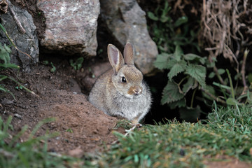 wild rabbit in the grass