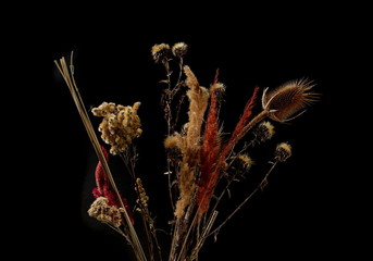 Dry field flowers isolated on black background