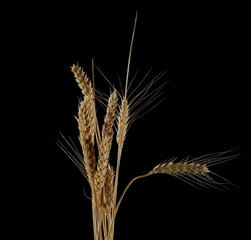 Dry field flowers isolated on black background