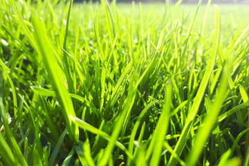 Morning green meadow with green grass