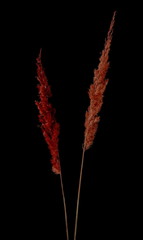 Dry field flowers isolated on black background