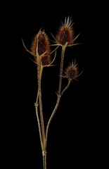 Dry burdock, thistle isolated on black background