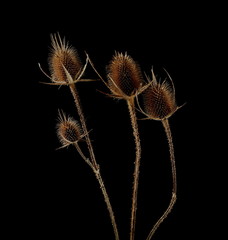 Dry burdock, thistle isolated on black background