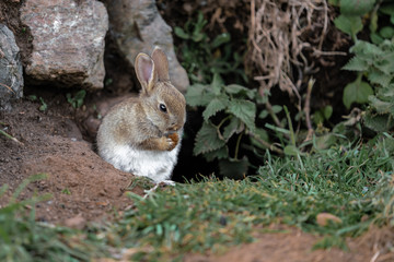 Naklejka na ściany i meble wild rabbit in the grass