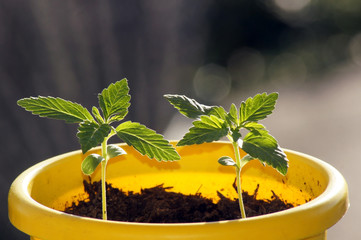 Junge Cannabis Hanf Pflanzen im Blumentopf
