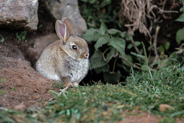 wild rabbit in the grass