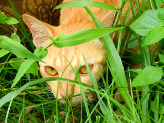 cat looking on grass lawn