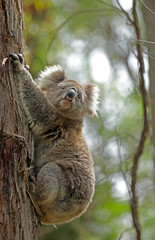 Freilebender Koala in Australien