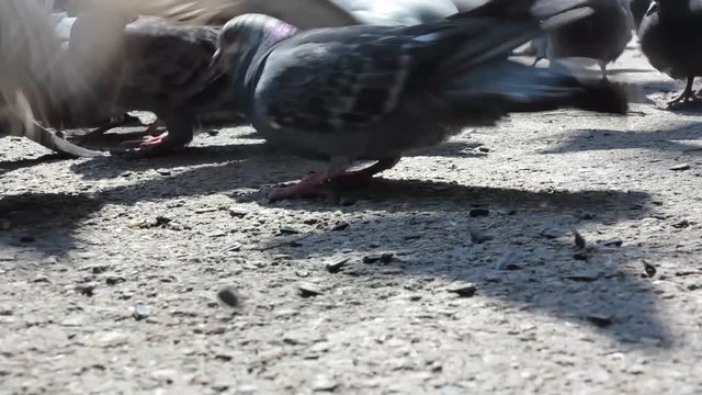 a large cluster of pigeons in the town square