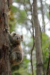 Freilebender Koala in Australien