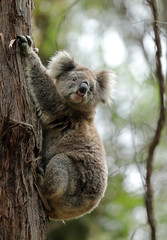 Freilebender Koala in Australien
