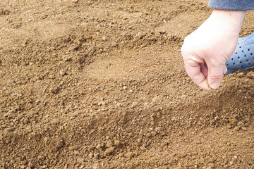 Close-up of a woman farmer's hand, she plants beet seeds in the furrow beds in the garden