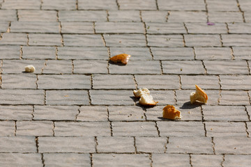 Pieces of bread laid out for the birds