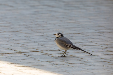 Full size portrait of a small gray wagtail with spotted breast