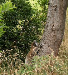 Freilebender Koala in Australien