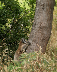 Obraz premium Freilebender Koala in Australien