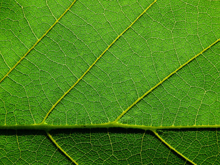 closeup leaf texture ( Bastard Teak, Bengal Kino, Kino Tree, Flame of the Forest )