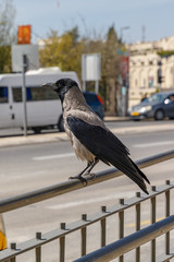 Portrait of hooded crow at street
