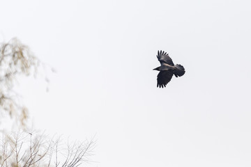 Hooded crow landing
