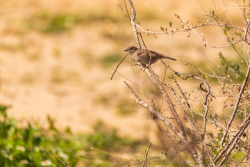 Sparrow on dry branch