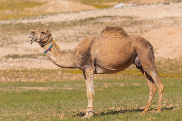 Camel on pasture in desert