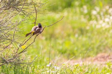 White-spectacled bulbul cleans feathers on a branch